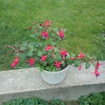 photo1